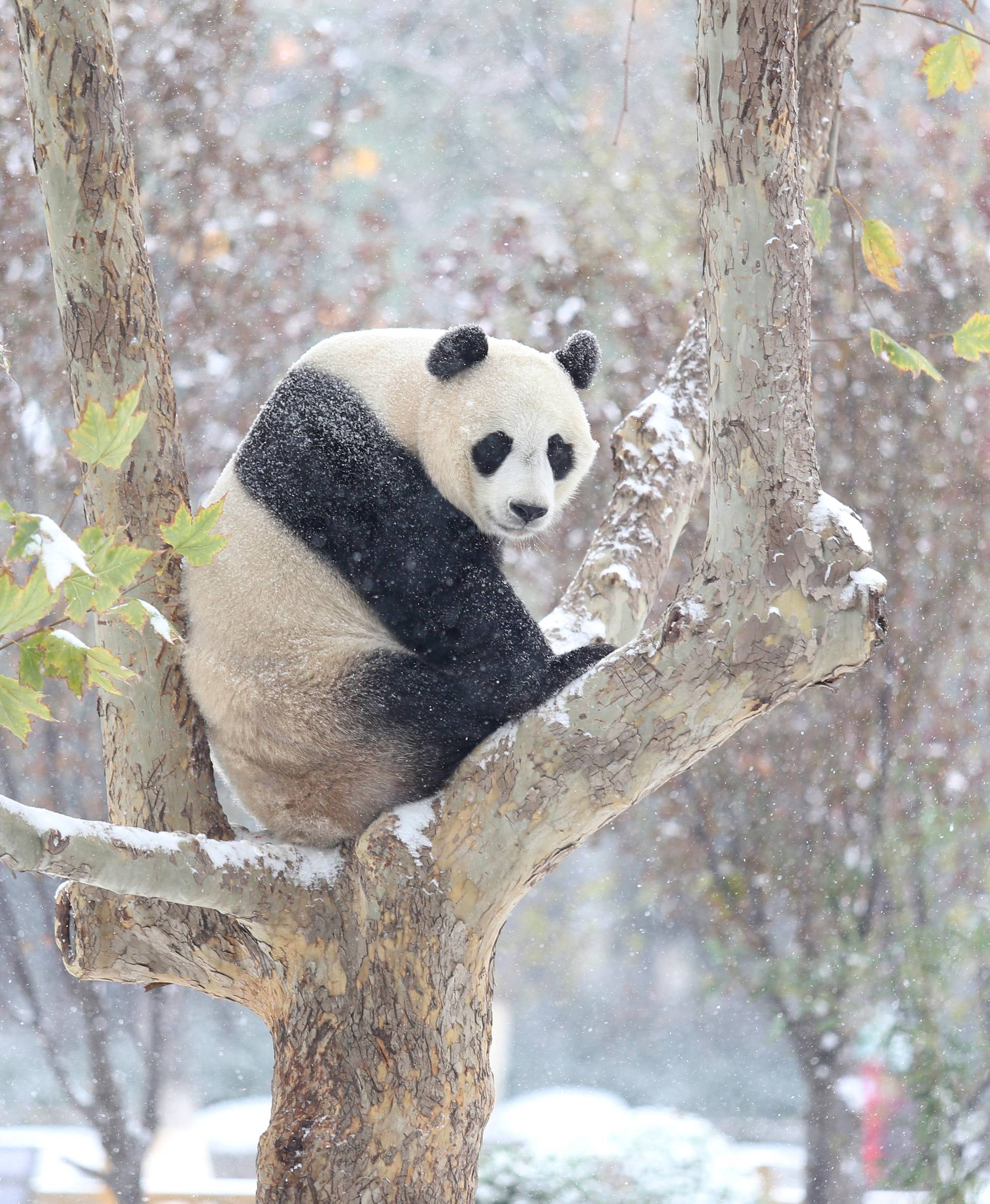 A giant panda sits on a tree during the first snow in Jinan