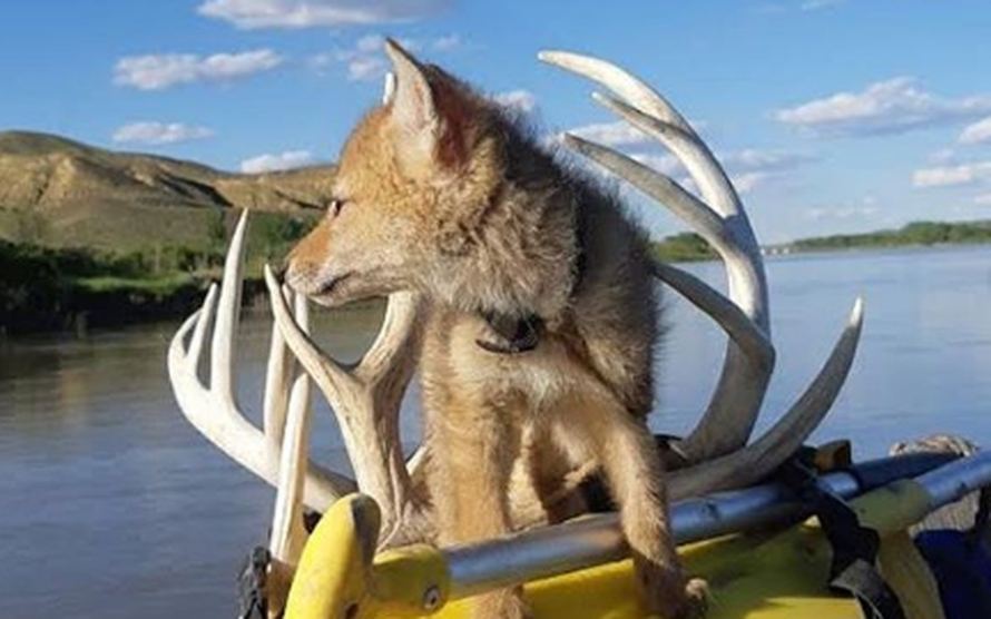 Spasio štene kojota iz vode i s njim na raftingu proveo 10 dana