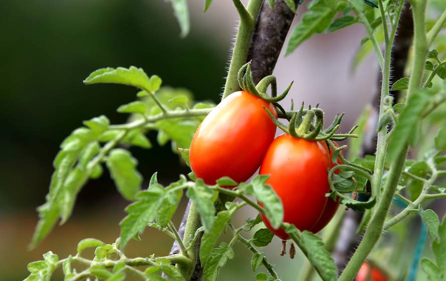 RajÄica Å¡ljivarica u vrtu