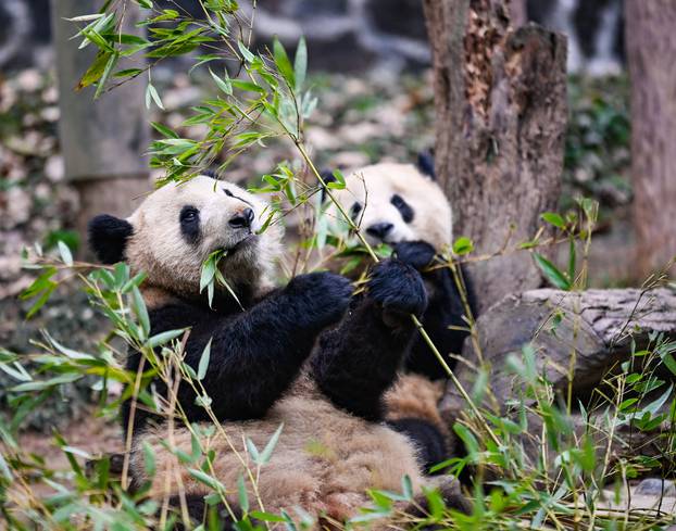 CHINA-SICHUAN-CHENGDU-GIANT PANDAS (CN)