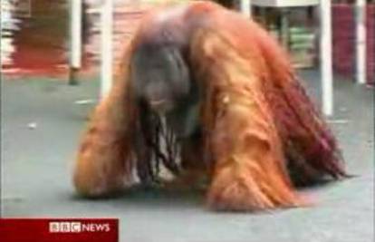 Odbjegli orangutan izazvao kaos na Tajvanu