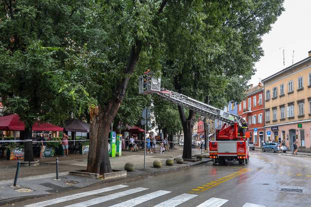 Pula: Srušeno napuklo stablo na Giardinima 