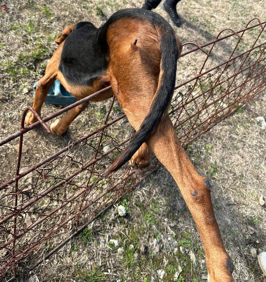 Psu kod Zadra šipka probila nogu, spašavali ga vatrogasci: 'Bio je u bolu i jako preplašen'