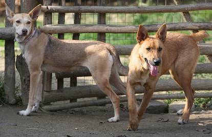 Inspekcija: Psi u Benkovcu su bili gladni, žedni i zapušteni 