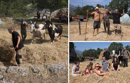 'Kruh je puno slađi kad Šaro i Laki kopitima pogaze pšenicu'