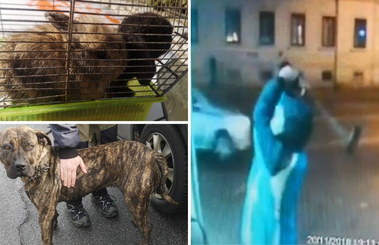 Pucao u radnika Čistoće: Dva kunića i psa zaplijenila policija