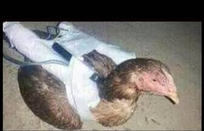 ISIS ima novo ubojito oružje: Koze i kokoške samoubojice