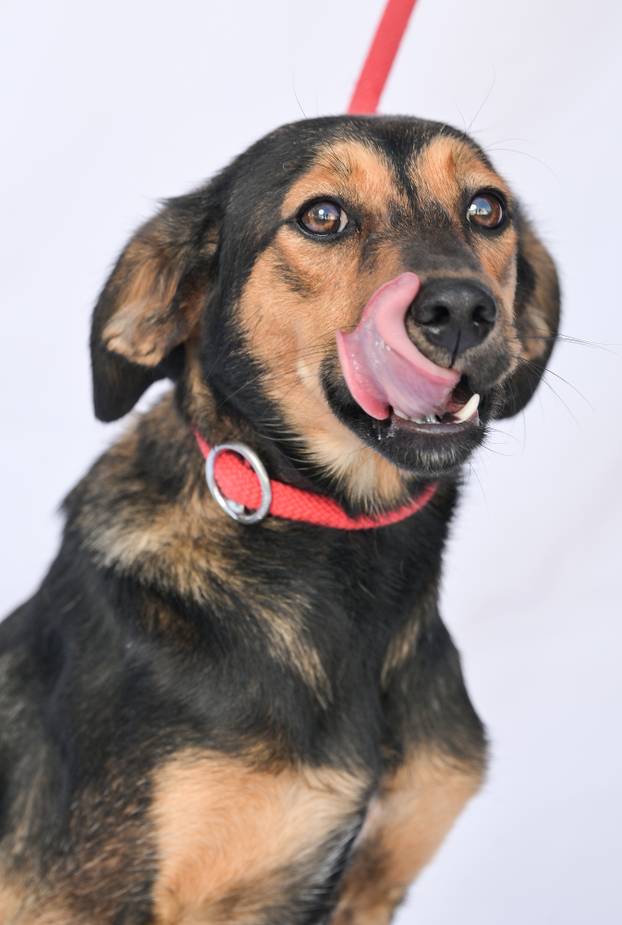 Psi iz Skloništa za nezbrinute životinje Grada Zagreba-Dumovec