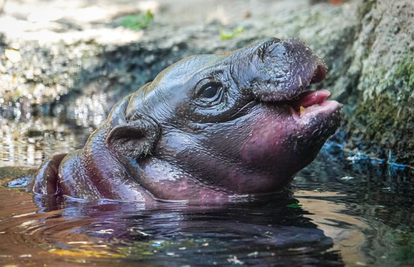 Prvo mladunče patuljastoga vodenkonja u ZOO-u San Diego nakon više od 30 godina