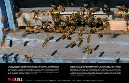 Rojevi pčela u gradovima: 'Ne paničarite, samo nazovite 112'