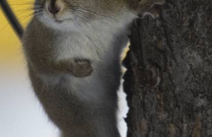 Kanada: Vesela siva vjeverica 'osvaja' drveće u parku Banff
