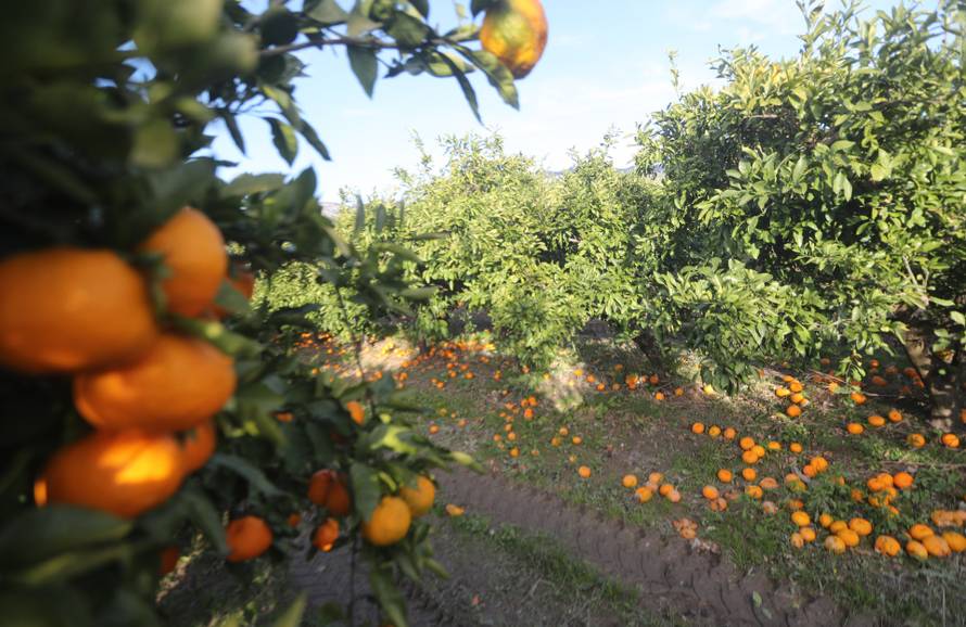 Berba agruma u Opuzenu