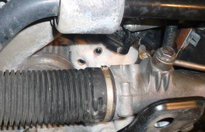 Zbog mačke u motoru auto prede kao nikada do sada