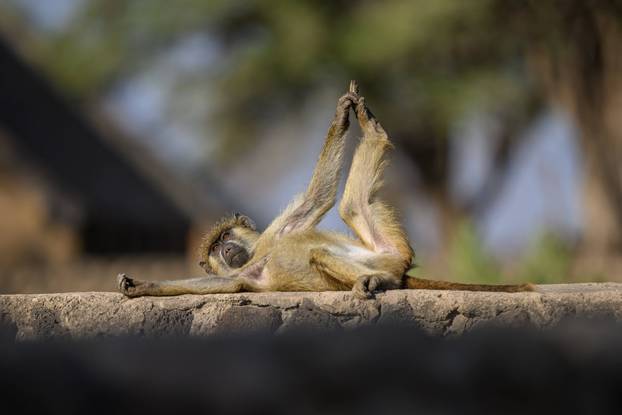 A laid back baboon tries out his yoga poses in Amboseli National Park, Kenya.