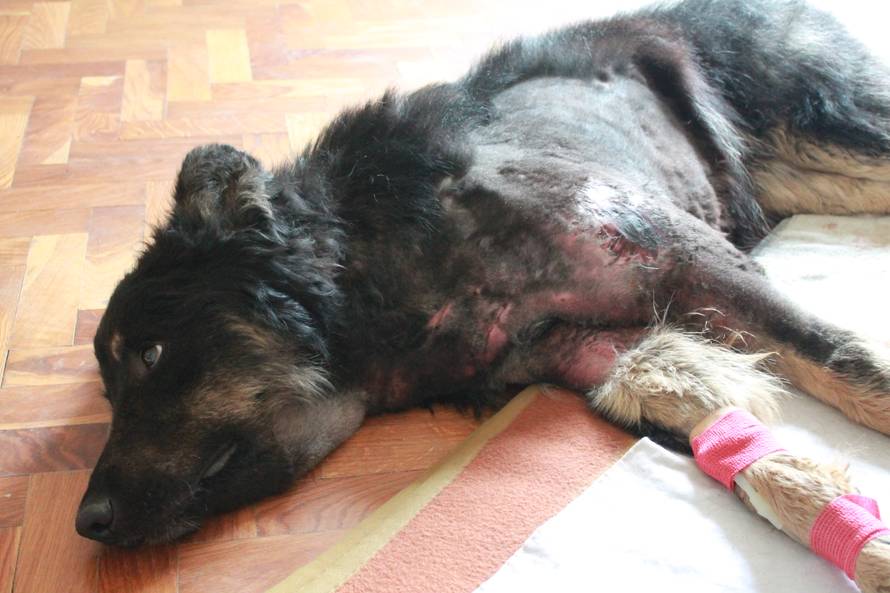 Ležao u opeklinama: Čičak se oporavlja, sada maše i repom