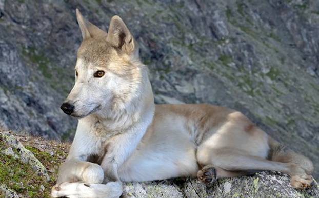 Gray wolf lays on rock