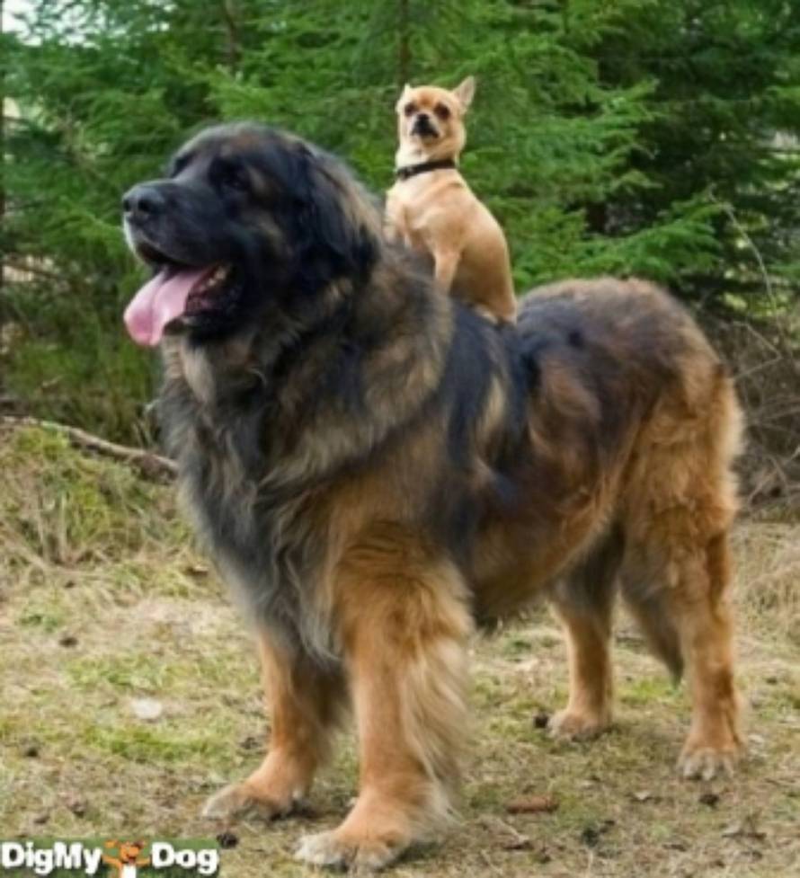DigMyDog