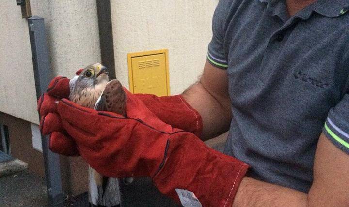 Nije mogao poletjeti: Ozlijeđeni sokol spas pronašao kod lovca