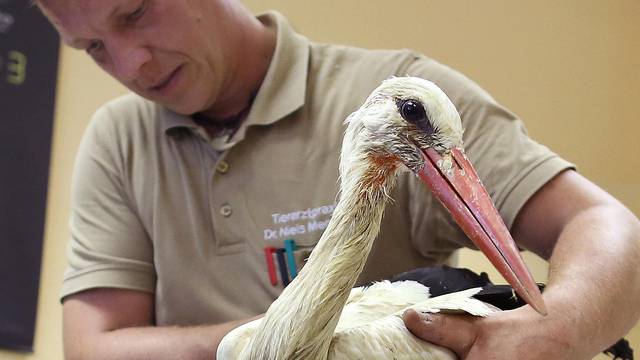 One-legged female stork Mathilda gets prothesis