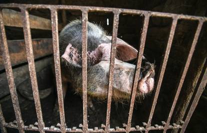 SDP: Propast svinjogojstva zagarantirana je u Slavoniji zbog afričke svinjske kuge