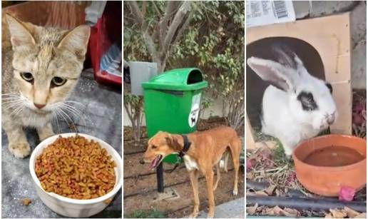 Stra&scaron;no! Influenceri bje&zcaron;e iz Dubaija pa ostavljaju ljubimce: 'Ve&zcaron;u ih za stup, pu&scaron;taju u park'