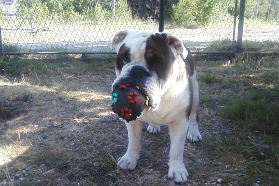 24Ljubimci/Daj šapu