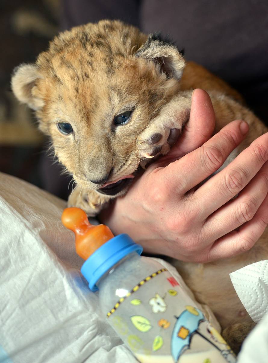 Harald Tittel/DPA/PIXSELL