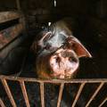Zbog virusa svinjske kuge u Mrzoviću eutanazirano 27 svinja