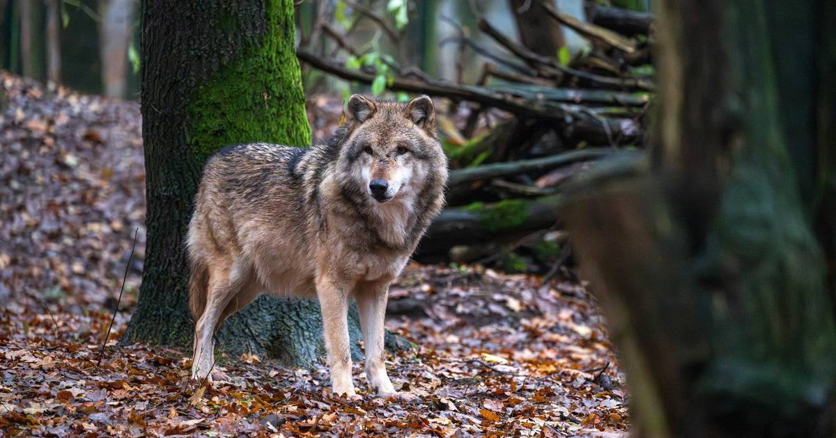 The European Commission proposes a lower level of wolf protection: ‘They are a growing danger to livestock …’