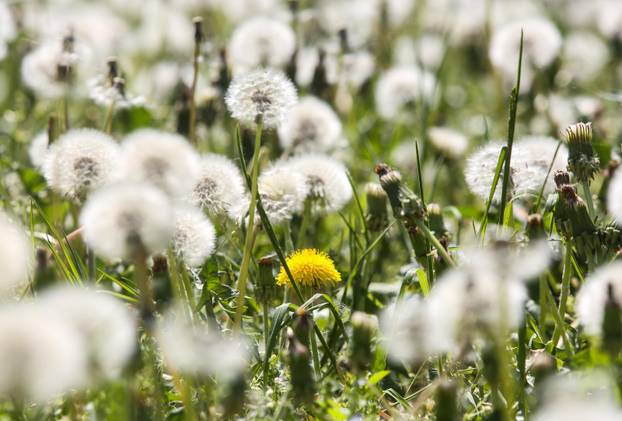 Na današnji dan obilježava se Dan planeta Zemlje
