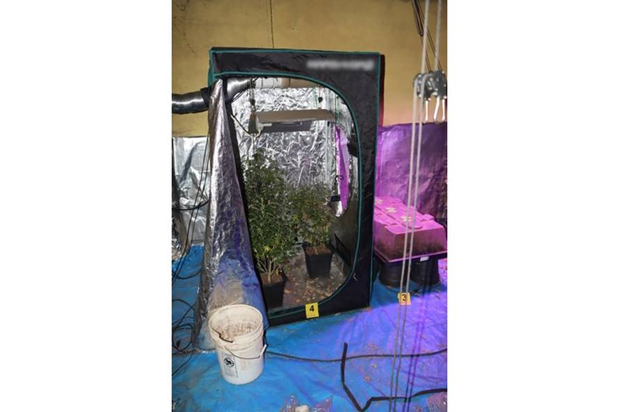 Peščenica: Policija u kući  pronašli tri laboratorija za uzgoj i 226 stabljika marihuane