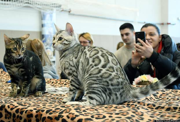 Otvorena revijalna izložba mačaka u Sisku 