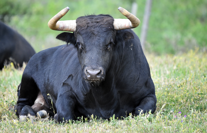 Dva bika pobjegla iz pogona za preradu mesa u Kaštelima, digli dronove: Ne približavajte im se