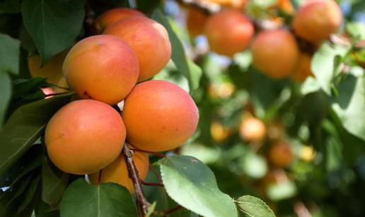 Inspekcija naredila povlačenje marmelade od marelica