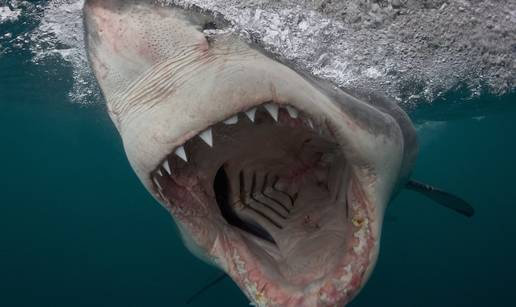 Od sada mo&zcaron;ete u&zcaron;ivo pratiti divovsku bijelu psinu. Evo gdje