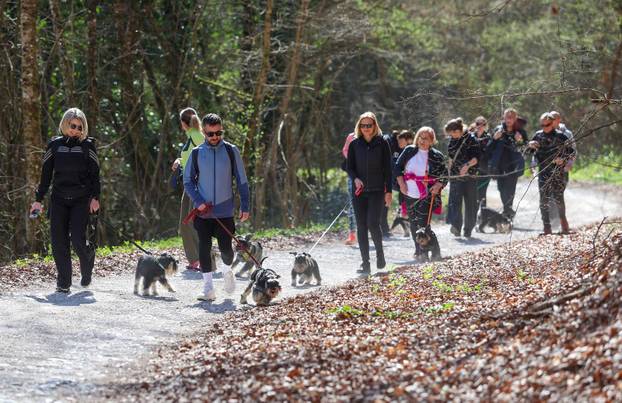 Žumberak: U organizaciji Miniature Schnauzers Croatia održano je druženje patuljastih šnaucera