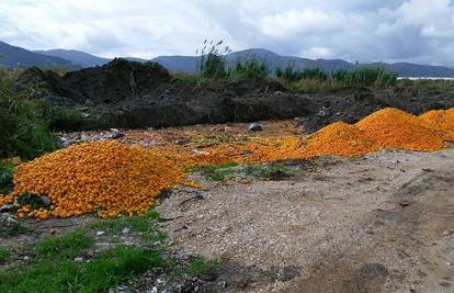 Ljudi zgroženi: Kraj Opuzena netko je bacio hrpu mandarina