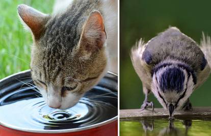 Ostavite zdjelice s vodom vani za životinje - i njima je pakleno!