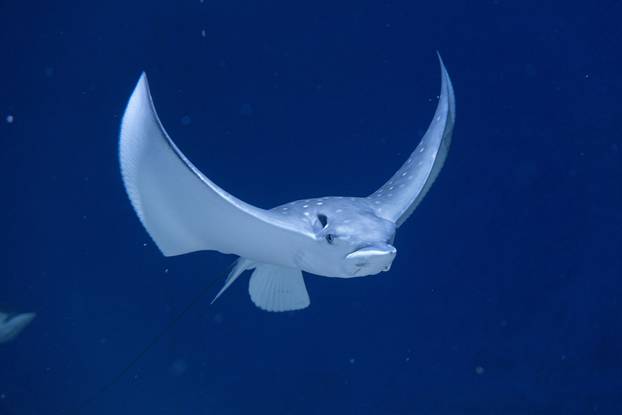 Pula: Novopristigle vrste raža Pjegavi golub u Pulskom akvariju