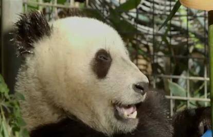 Panda proslavila drugi rođendan u ZOO-u u San Diegu