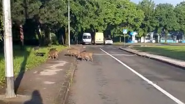 VIDEO Grupica divljih svinja i dalje šeta po Prečkom: 'Prešle su ceste i ušle u dječji parkić'