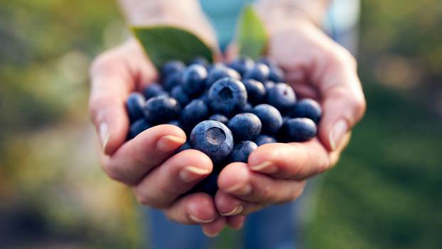 Modern,Woman,Working,And,Picking,Blueberries,On,A,Organic,Farm