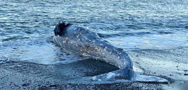 Carcass of a one-year-old grey whale lies on the shore at Angel Island State Park, California
