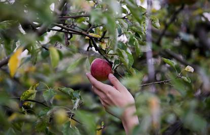 U 2023. porasla proizvodnja jabuka i mandarina, ali pala proizvodnja šljiva, jagoda