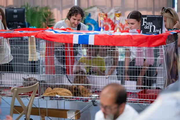 Zagreb: Drugi dan Međunarodne izložbe mačaka