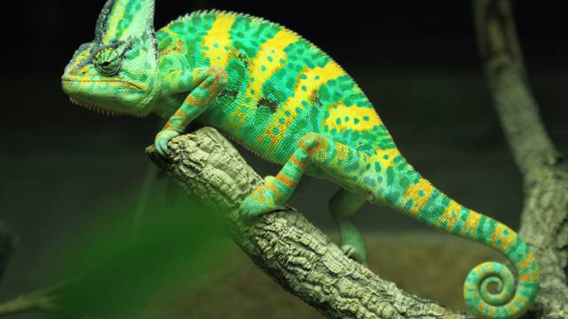 Znanstvenici stvorili umjetnu kožu koja sliči kameleonskoj