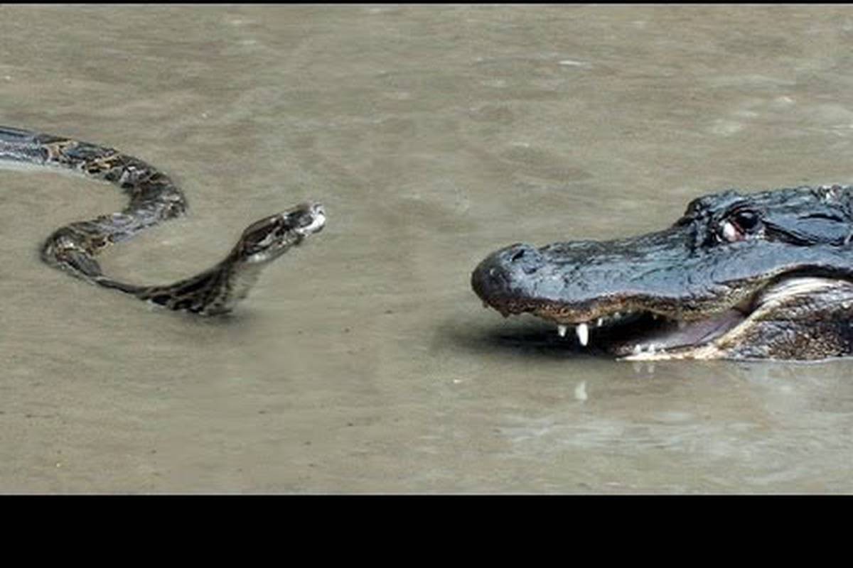Kad zmije napadaju: Ovo je 5 najgledanijih napada pitona!