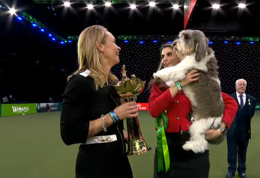 Naša Meghan, najljepši pas na svijetu, ušla u finale najveće i najstarije kraljevske izložbe!