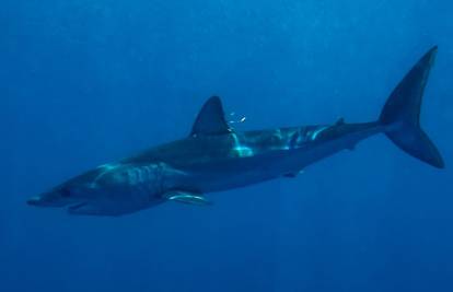 Pojačan nadzor zbog brojnih napada morskih pasa u SAD-u