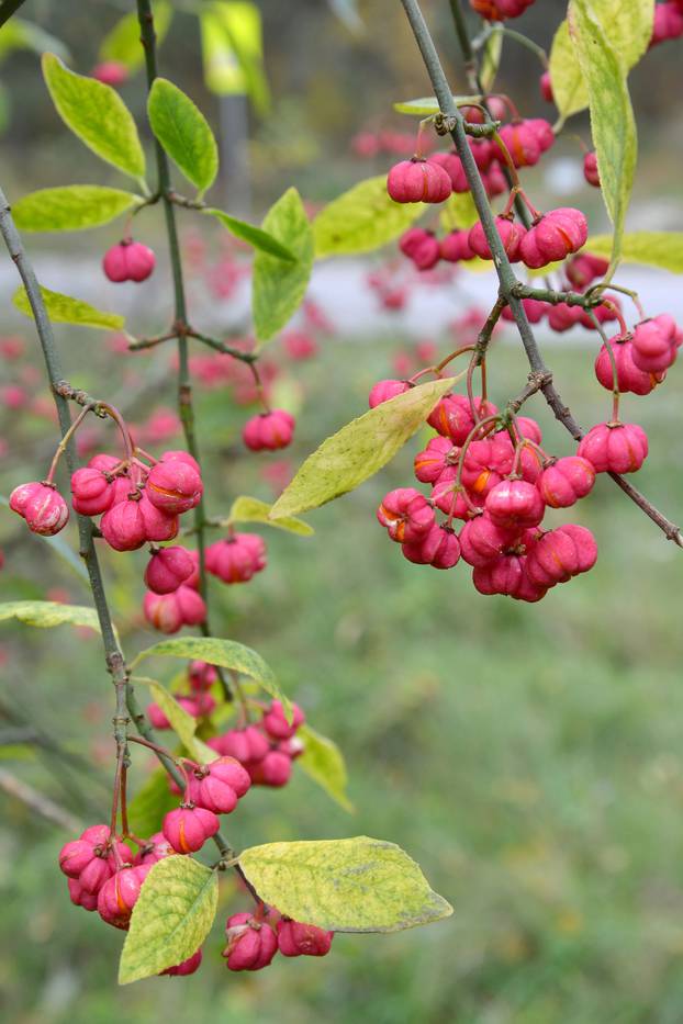 Branches with bright fruits of an euonymus European (Euonymus eu